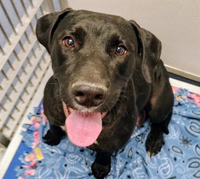 PRINCESS - Labrador Retriever available for adoption