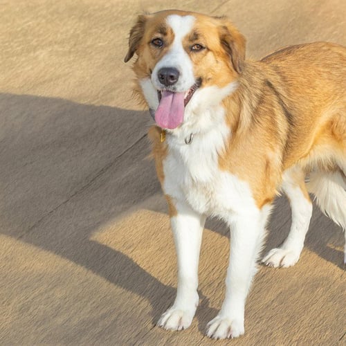 FONTINA - Great Pyrenees available for adoption