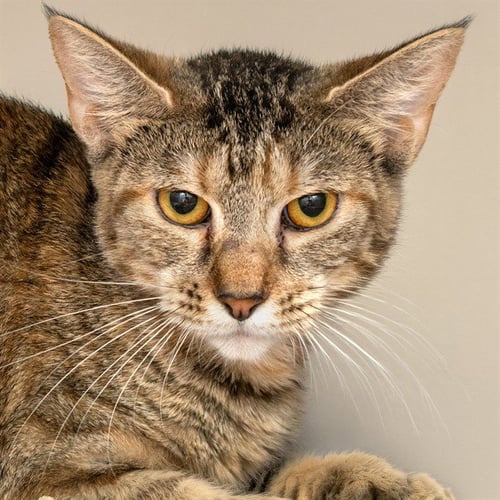 DUNKIN - Domestic Short Hair available for adoption
