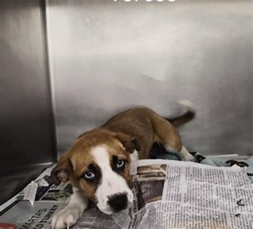 WEEBLE - Australian Shepherd available for adoption