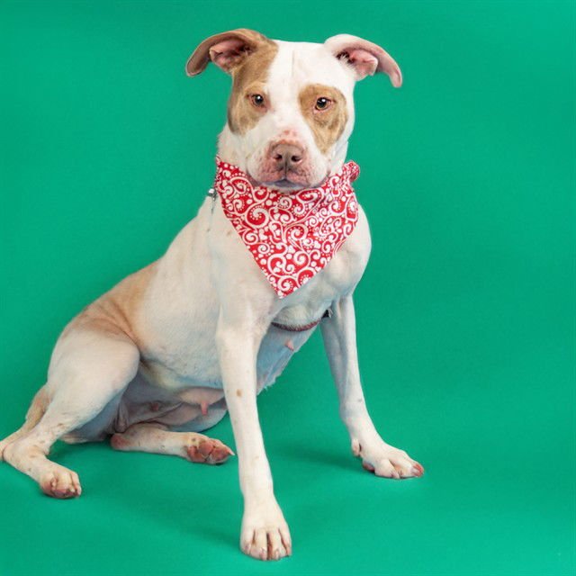CRAWFISH - Pit Bull Terrier available for adoption