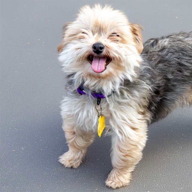 DIXIE - Maltese / Yorkshire Terrier Yorkie available for adoption