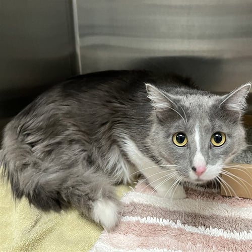 LOVEBUG - Domestic Short Hair for adoption in St. Louis