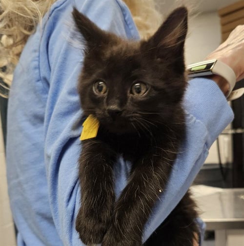 CROW - Domestic Short Hair available for adoption