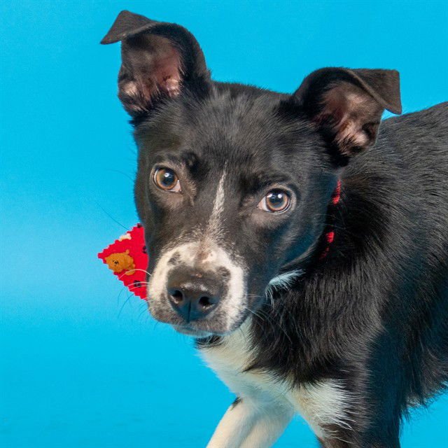 BETTY - Australian Shepherd available for adoption