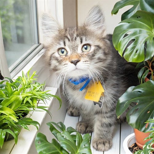 EDMUND - Domestic Medium Hair available for adoption