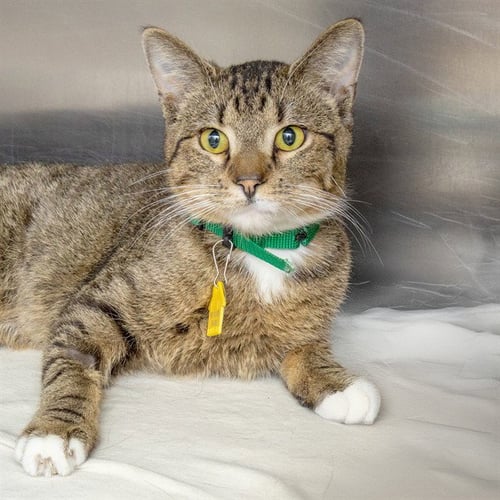 YURI - Domestic Short Hair available for adoption