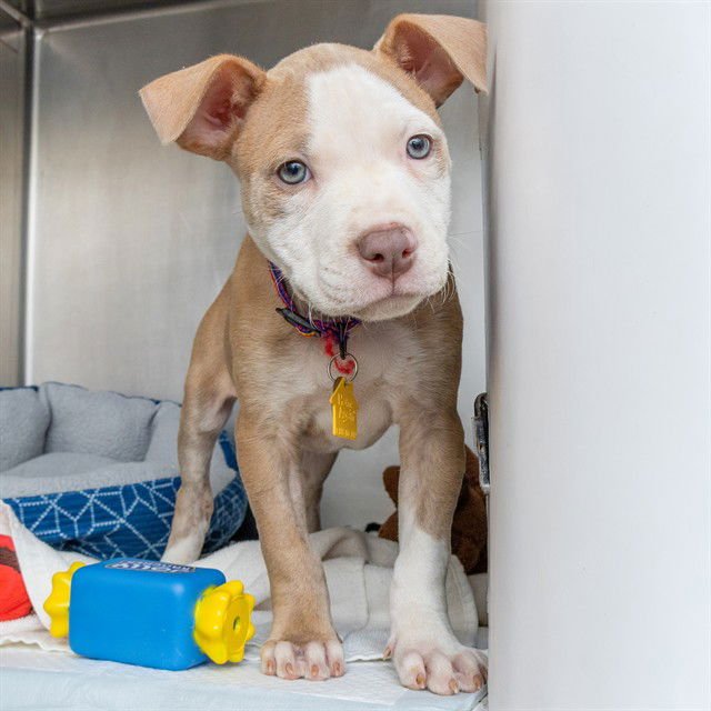 RUSH - Pit Bull Terrier available for adoption