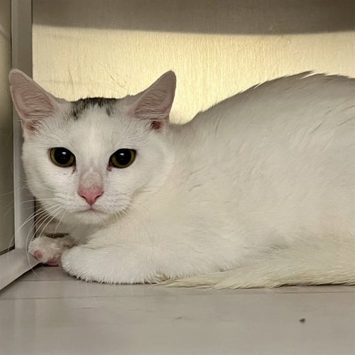 CLOUD - Domestic Short Hair for adoption in St. Louis