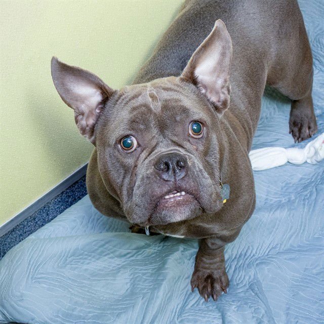 STITCH - Bulldog available for adoption