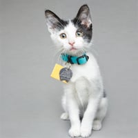 PEARL - Photo 1