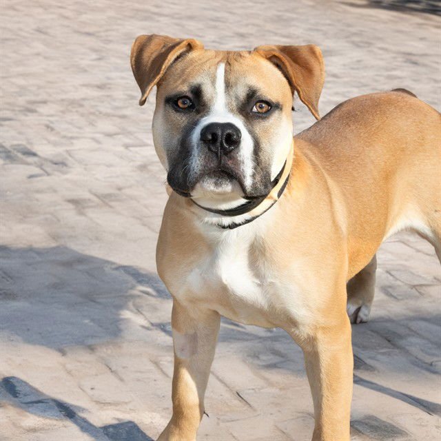 GOBLIN - Pit Bull Terrier available for adoption