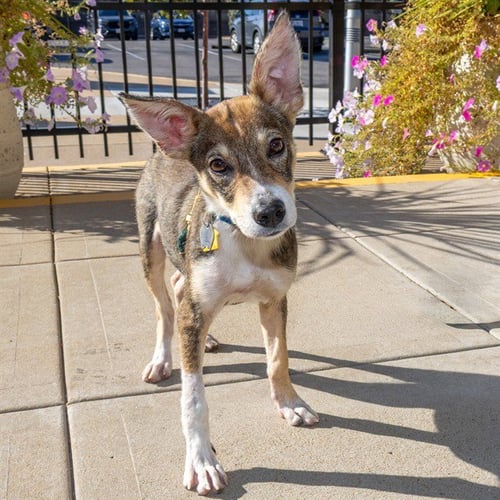 BRUCE - Australian Cattle Dog/Blue Heeler / Beagle available for adoption