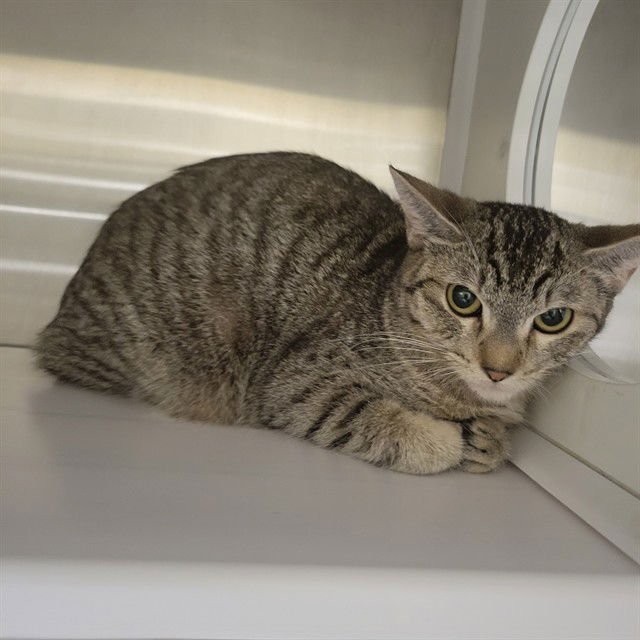 CELESTE - Domestic Short Hair available for adoption