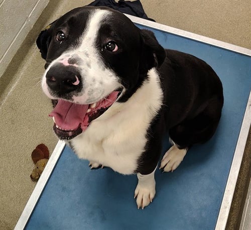 REX - Mastiff available for adoption