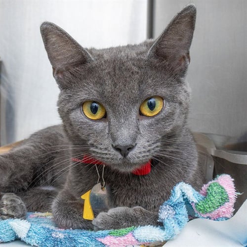 MRS PEACOCK - Domestic Short Hair for adoption in St. Louis