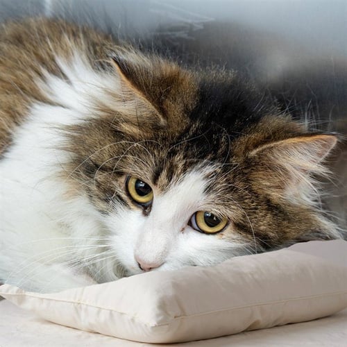 NANCY - Domestic Long Hair available for adoption