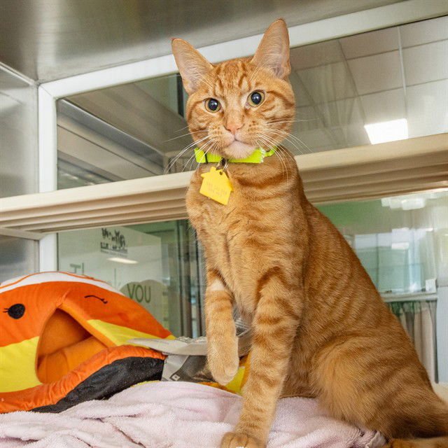 WILLIAM - Domestic Short Hair available for adoption