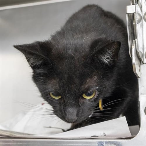 ZURI - Domestic Short Hair for adoption in St. Louis