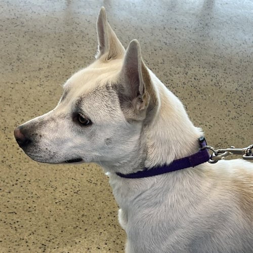 BEATRICE - Siberian Husky available for adoption