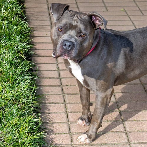 BO - Pit Bull Terrier available for adoption