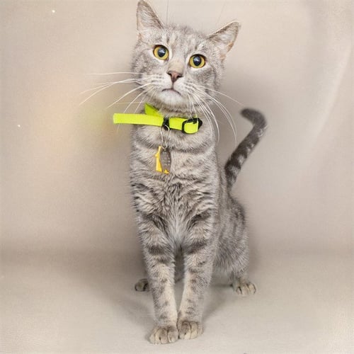 MICKEY - Domestic Short Hair available for adoption