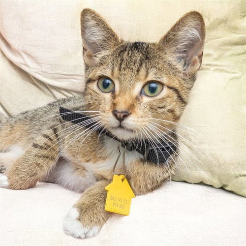 CLIFF - Domestic Short Hair available for adoption