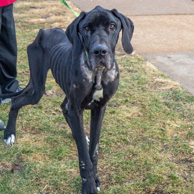 MORPHEUS - Great Dane available for adoption