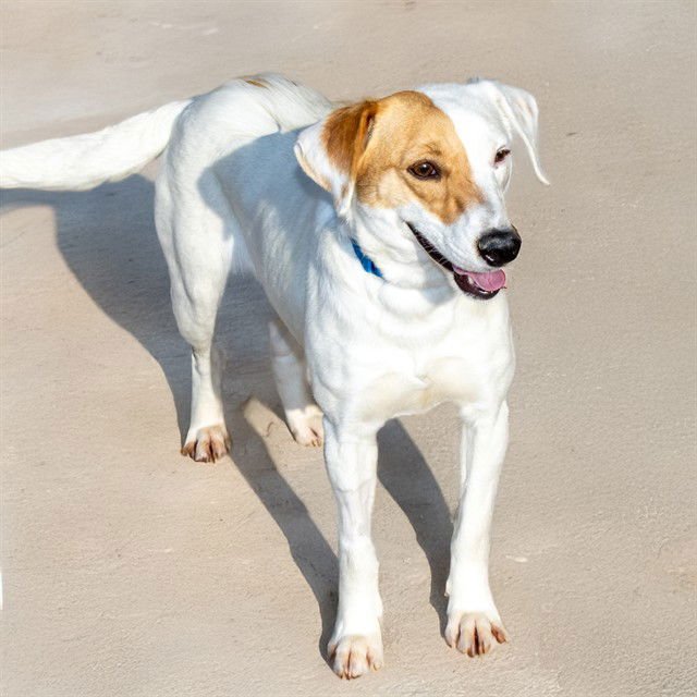 SERENA - Beagle available for adoption