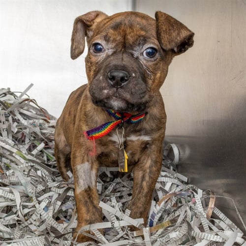 ASYA - Pit Bull Terrier for adoption in St. Louis