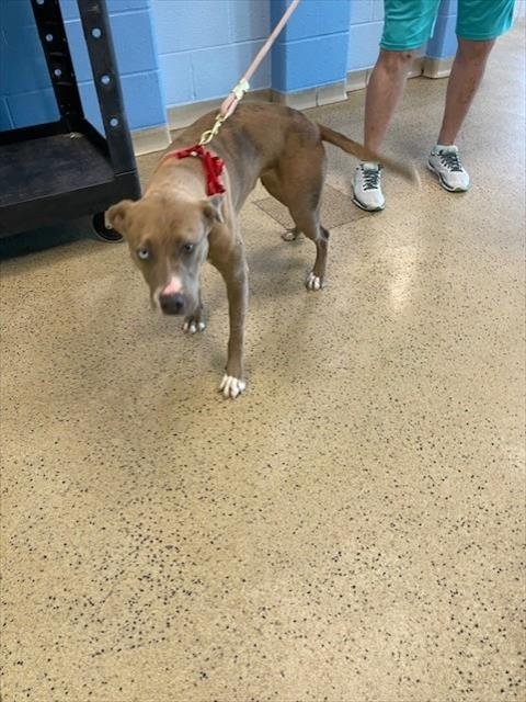 CARAMEL SWIRL - Pit Bull Terrier available for adoption