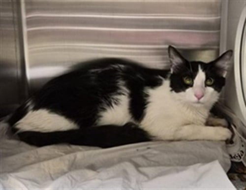 PHOENIX - Domestic Medium Hair available for adoption