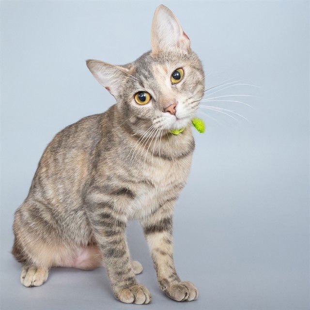 MOLLIE - Domestic Short Hair available for adoption