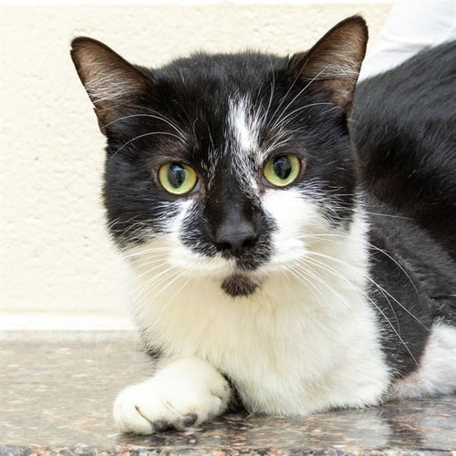 CHIEF - Domestic Short Hair available for adoption
