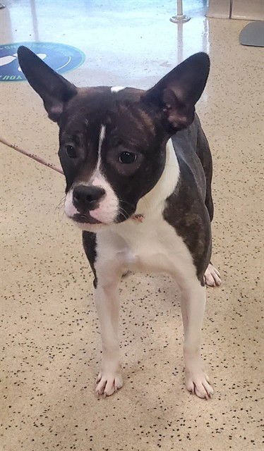 WART - French Bulldog available for adoption