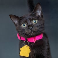 BLINKY - Photo 1