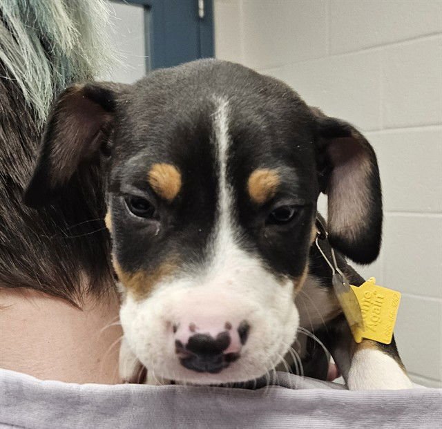 BISCOFF - Pit Bull Terrier available for adoption