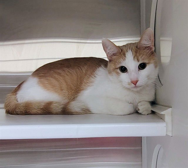 SUKI - Domestic Short Hair available for adoption