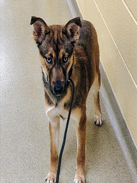 BLUEY - German Shepherd Dog / Siberian Husky available for adoption