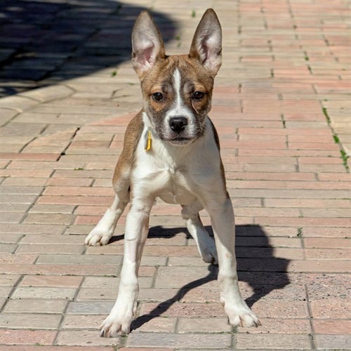 YELLOWSTONE - Siberian Husky / German Shepherd Dog available for adoption