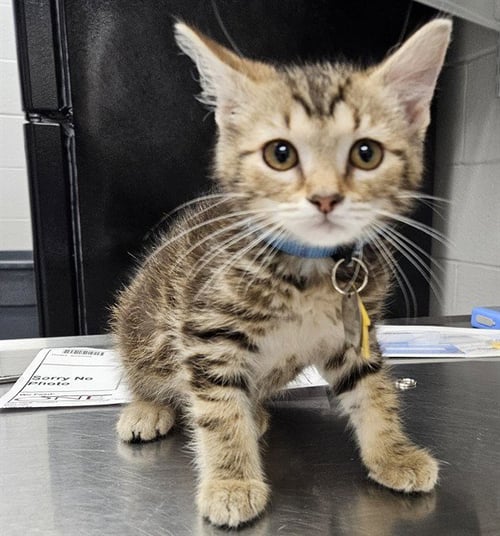 ANGEL - Domestic Short Hair available for adoption
