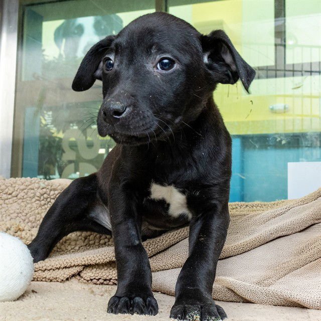 SKI - Pit Bull Terrier available for adoption