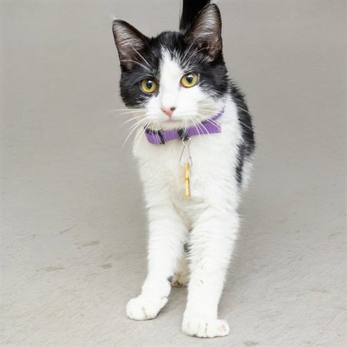 PANDA - Domestic Short Hair for adoption in St. Louis