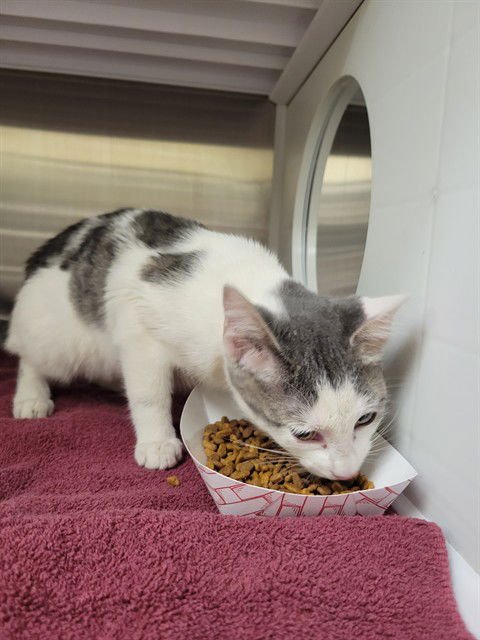 SALT - Domestic Short Hair available for adoption