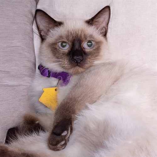 AMERICANO - Siamese available for adoption