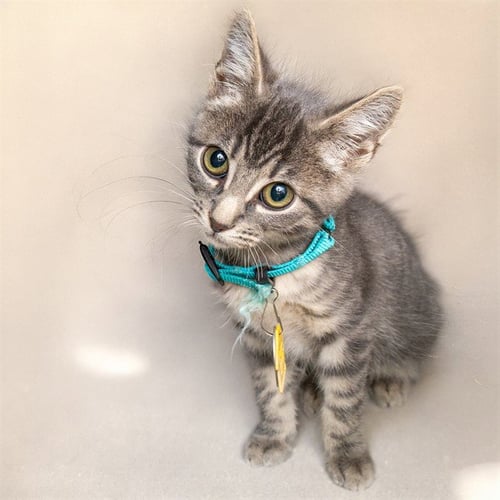TRUMPET - Domestic Short Hair for adoption in St. Louis