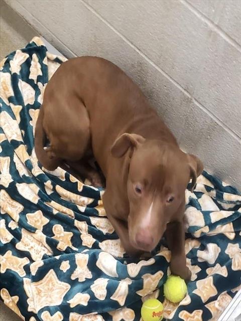 CHEESECAKE - Pit Bull Terrier / Labrador Retriever available for adoption