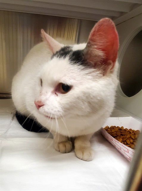 ADVENTUREFUL - Domestic Short Hair available for adoption