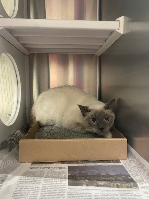 VIOLET - Snowshoe available for adoption