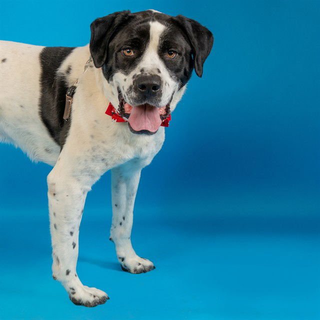 SCOUT - Labrador Retriever available for adoption